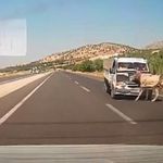 Kamyonetin çarptığı eşek metrelerce havaya fırladı