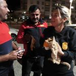 Aracın motorunda mahsur kalan yavru kediyi itfaiye kurtardı