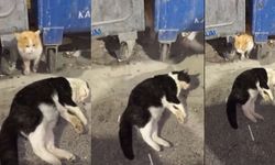 Kedi Otomobilin Çarptığı Arkadaşının Başından Ayrılmadı