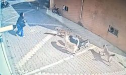 Köpeklerin saldırısına uğrayan kız, korku dolu anları anlattı