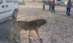 Kapadokya’da sokak köpekleri turizmi de etkiliyor