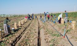 Niğde’de yazlık patates ekimi yüzde 200 arttı