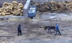 Çiftliği basıp, eşeği bıçaklayarak, atları zehirleyerek öldürdüler