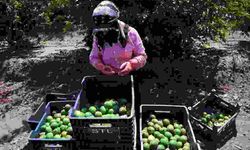 Bu Yıl Çok Pahalıydı, Limonda Hasat Başlıyor Ucuzlayacak