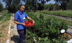 81 ile 19 milyon yerel tohum dağıtıldı