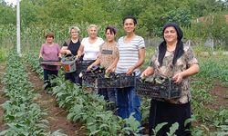 Düzce'de Kadınlar  Çiftçiliğe El Attılar