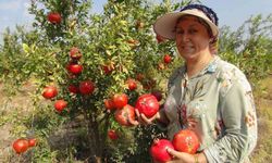 Mersin’de Erkenci Nar Hasadı Yapılmaya Başladı