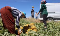 Konya Ovasından lezzetini alan kavunlar, dünya pazarlarına da gönderiliyor