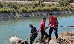 Sulama Kanalına Düşen İneği İtfaiye Kurtardı