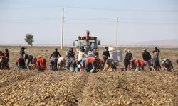 TZOB Genel Başkanı Niğde’de patates ve soğan hasadına katıldı