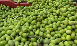 Yeni mahsul kırma-çizme zeytin satışa çıktı