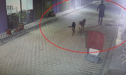 İş yerinin kapısını açıp kedileri köpeklere parçalattı