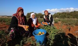 Susuz Yetişen Domateste Hasat Sürüyor