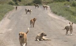 Sokaklardan gelen tehdit: Beyaz Kanser Tehlikesi