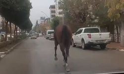 Yerinden çıkan mazgal ve başıboş at trafiği tehlikeye attı