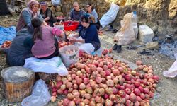 Sofraların Lezzeti Nar ekşisinin zorlu mesaisi başladı