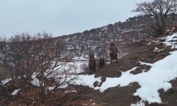 Ayı ailesi, fotoğrafçıya böyle poz verdi