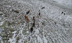 Kar altında yiyecek arayan yılkı atları havadan görüntülendi