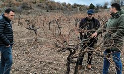 Pekmez evi ve üzüm bağlarında inceleme