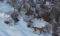 Nesli tükenme tehlikesi altında olan 'ormanın hayaleti vaşak'