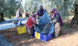 Zeytinyağı ihracatı hızlı gidiyor, ihracat 5 katına ulaştı