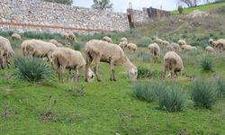 Çok sevdiği koyunlardan 32 yıldır kopamıyor