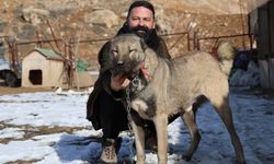 İklim değişikliği kangal köpeklerinin yapısını değiştirdi