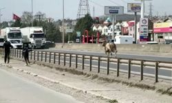 Kara yoluna çıkan tosun ortalığı birbirine kattı