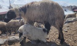 Kuzuların anneleriyle buluşma anı