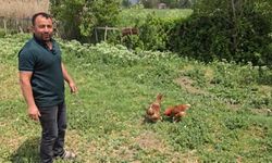 Bahçesine giren tilkiye böyle seslendi