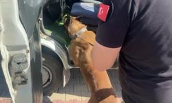 Uyuştur*cu bakın nereden çıktı