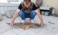 Niğde'de bitkin halde bulunan kızıl şahin koruma altına alındı