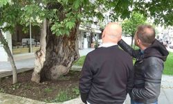 Asırlık çınar ağacı görenleri şaşkına çeviriyor