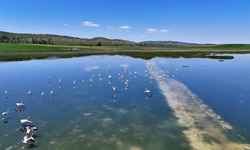 Jandarmadan Uyuz Gölü'nde Kuş Nöbeti