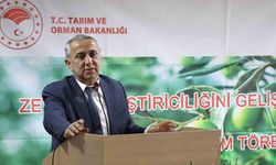 O şehirde zeytin yetiştiriciliği yeniden canlanıyor