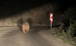 Otomobil gören ayı korkup böyle kaçtı