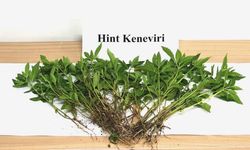 Sebze yetiştirir gibi bakın ne  yetiştirdi