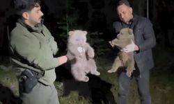 Yalnız buldukları yavru ayıları koruma altına aldılar