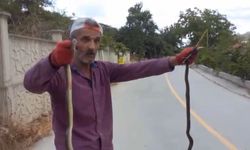 Yılanları elleriyle yakaladı