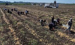 Hasadı süren patateste fiyat 7 liraya kadar geriledi