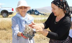 Safran soğanı hasadı başladı