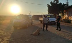 Başıboş köpek küçük çocuğu yaraladı