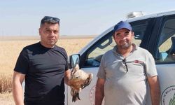Karapınar’da yaralı şahin koruma altına alındı