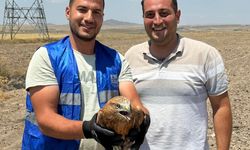 TEİAŞ Niğde ekibi yaralı şahin buldu
