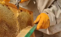 Niğde'de ilk ballar peteklerden akmaya başladı