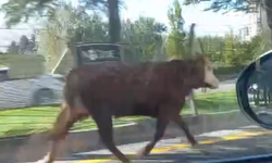 Niğde’de inek trafiği altüst etti