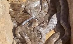 Yumak halinde görüntülenen yılanlar şaşırttı