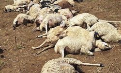 Sürüye yıldırım düştü: 58 koyun telef oldu