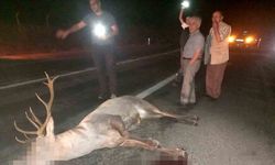 Domaniç’te yaralı geyik ekiplere teslim edildi