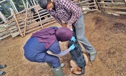 Küçükbaş hayvan sağlığı çalışmaları